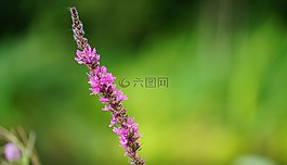 植物,粉紅色,綠色