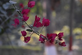 自然,植物區(qū)系,花