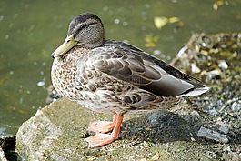 鴨,湖,動(dòng)物