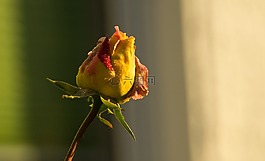 玫瑰,紅色,黃色