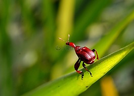 bug,葉,綠色