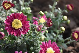 花,自然,植物區(qū)系
