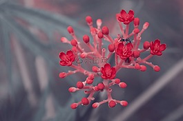 花,紅色,蜜蜂