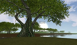 樹,天空,太陽