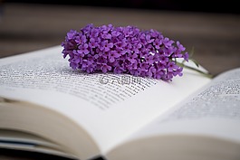 本書,教育,頁