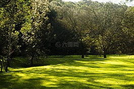 原野,绿色,自然