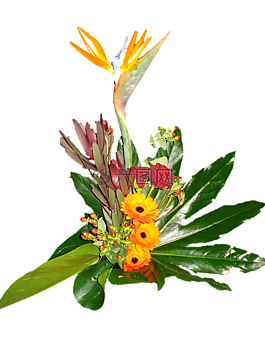 花束,非洲菊,天堂鳥
