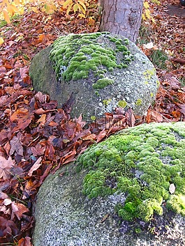 苔,廠,綠色