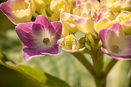 八仙花,盛開,成長
