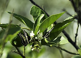 葉,蝴蝶,昆蟲