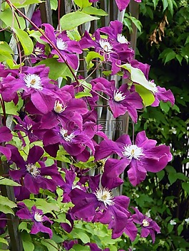 花,廠,籬笆