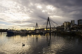 橋,水,鵜