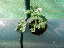 植物,草莓,水果