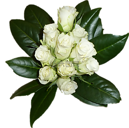 花束,白,玫瑰