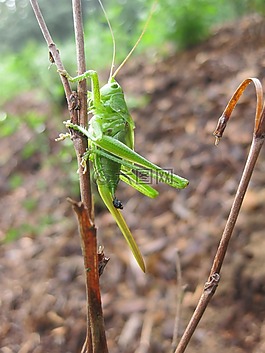 蝗蟲,性質(zhì),動(dòng)物