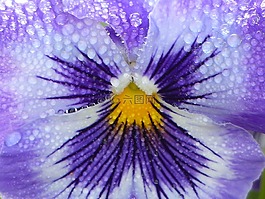 花,思維,露水