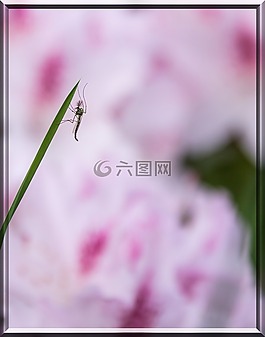 昆蟲,葉草,性質(zhì)