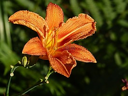 花,莉莉橙色,春天