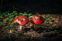 蘑菇,毒菌,毒蠅傘