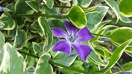 花,藍色,自然