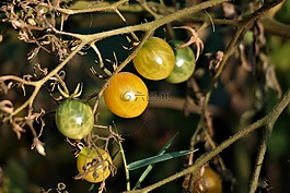 蕃茄,蔬菜,食品