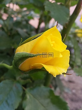 玫瑰,黃色,花