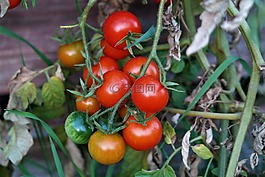 蕃茄,蔬菜,食品