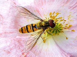 hoverfly,花上昆虫,夏天