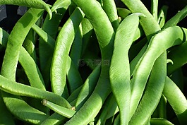 红花菜豆,蔬菜,豆