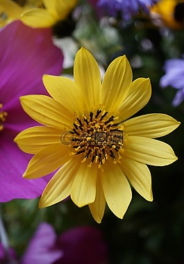 開花,花,黃色