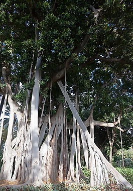 榕樹艽,廠,巨大的