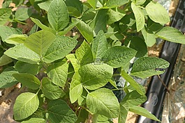 豆片葉子,豆,大韓民國
