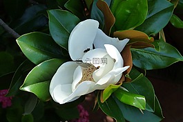 花,白花,白玉蘭