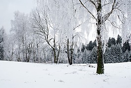 冬天,森林,雪