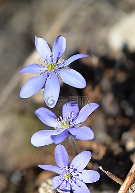 赫帕卡,開花,盛開