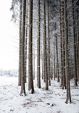 樹(shù),冬天,雪