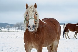馬,冬天,雪