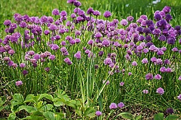 細香蔥,花,蔥