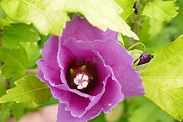 芙蓉,開花,年輕