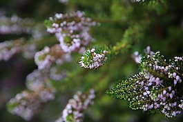 薰衣草,特寫(xiě),綠色