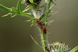 性質(zhì),昆蟲,植物