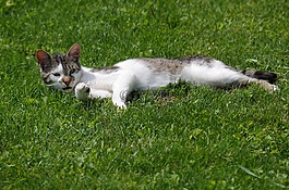 猫,strakatá,休息