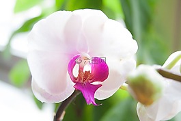 花,廠,蘭花