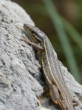 蜥蜴,sargantana,秤