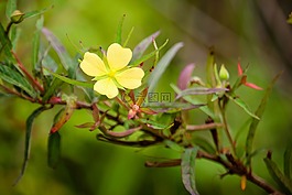 自然,澳大利亞,花