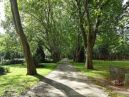 公園,離,樹