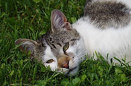 猫,strakatá,休息