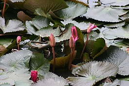蓮花,花,羅莎