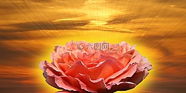 玫瑰,花,紅色