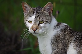 猫,strakatá,休息